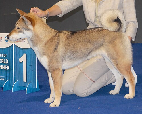 Shikoku – Shikokunkredsesame