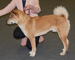 Shikoku – Shikoku red3