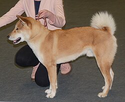 Shikoku – Shikoku red4