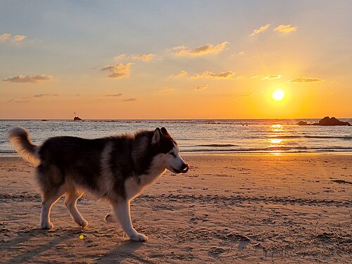 Siberian Husky – SiberianHusky