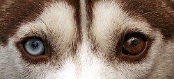 Siberian Husky – Siberian Husky heterchromia edit