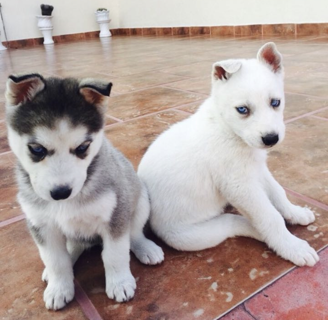 Siberian Husky – Husky Siberiano Recién Nacido