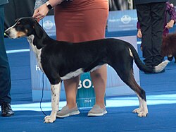 Transylvanian Hound – Unkarinaktricolor2