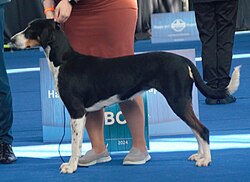 Transylvanian Hound – Unkarinaktricolor1