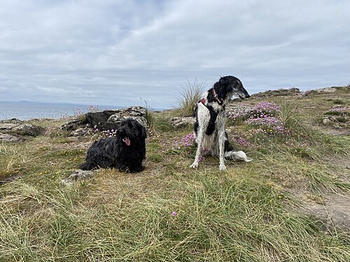Skye Terrier โ Borzoi and Skye Terrier by the sea