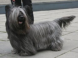 Skye Terrier โ Skye terrier 800