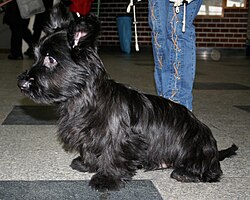Skye Terrier โ Skye terrier 2009 pl