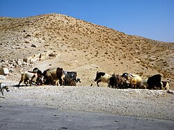 Sloughi – Valea Hozevei, (Turma beduinilor pazita de cainele, ogarul arab, Sloughi)(1)