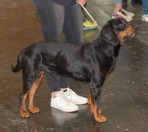 Slowakische Bracke – Slovakianhound