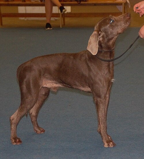 Slovakian Wirehaired Pointer – Slovakianwirehairedpointer