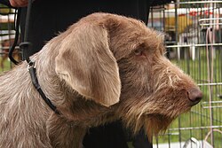 Slovakian Wirehaired Pointer – Wyzel slowacki szorstkowlosy glowa rybnik kamien pl
