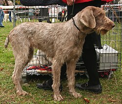 Slovakian Wirehaired Pointer – Wyzel slowacki szorstkowlosy rybnik kamien pl