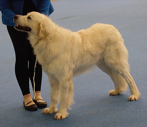 Tchouvatch slovaque – Slovakiancuvacsheepdog2