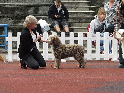 Spanischer Wasserhund – Spanish Water Dog in Tallinn 4