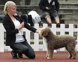 Spanischer Wasserhund – Spanish Water Dog in Tallinn 2