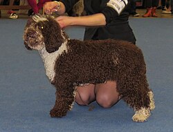 Spanischer Wasserhund – Spanish water dog Koira 2013