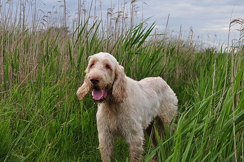 Spinone italien – Spinone Italiano
