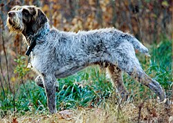 Spinone italien – Spinone italiano Oliver