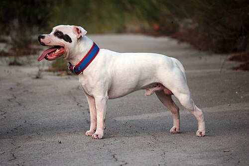 Staffordshire Bull Terrier – Staffordshire bull terrier white 2748733