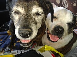 Staffordshire Bull Terrier – Two dogs, staffordshire bull terriers