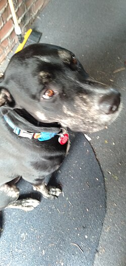 Staffordshire Bull Terrier – Domestic Staffordshire Bull Terrier