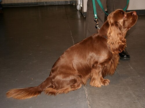 Sussex Spaniel – Sussex spaniel 276