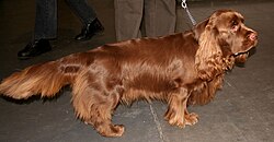 Sussex Spaniel – Sussex spaniel t43