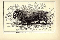 Sussex Spaniel – Sussex Spaniel BDL