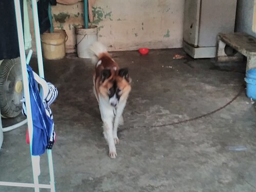 Thai Bangkaew Dog – BangBon Bangkok 28.10.2017 (45)
