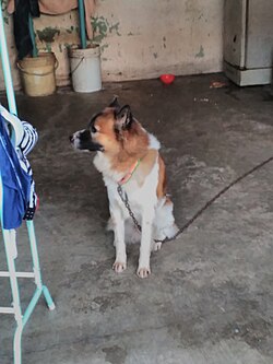 Thai Bangkaew Dog – BangBon Bangkok 28.10.2017 (46)