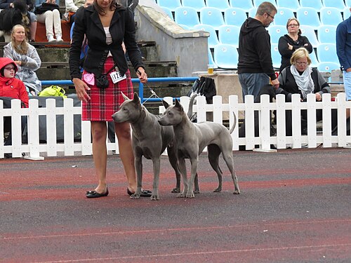 Thai Ridgeback – Thai Ridgeback Pair 1 (full)
