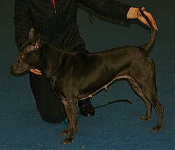 Thai Ridgeback – Black Thai Ridgeback 2