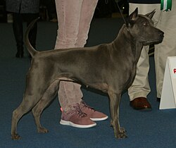 Thai Ridgeback – Blue Thai Ridgeback 3
