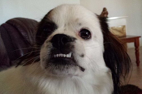 Tibet-Spaniel – Tibetan Spaniel underbite