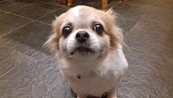 Tibet-Spaniel – Tibetan Spaniel in appearance