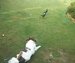 Tibet-Spaniel – Tibetan Spaniel watching lunch