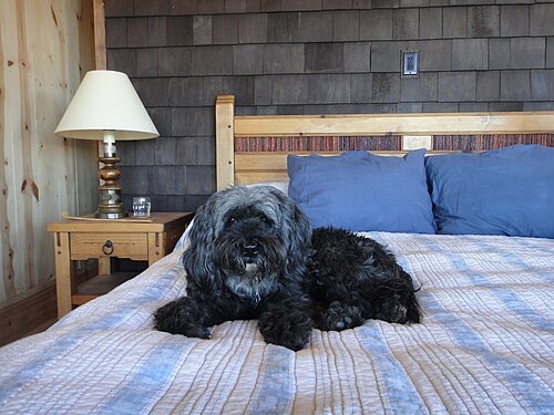Tibetan Terrier – 0ne 'Shadow' J & H's Tibetan Terrier