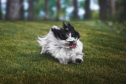 Tibetan Terrier – Tibetan terrier dog running outdoors with tongue sticking out