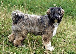 Tibetan Terrier – Tibetan terrier