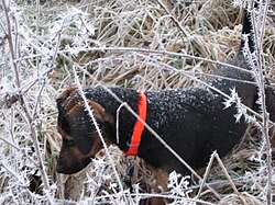 Tiroler Bracke – Fährtensuche Nasenarbeit im Winter im alter von 9. Mon. (Foto 1.)