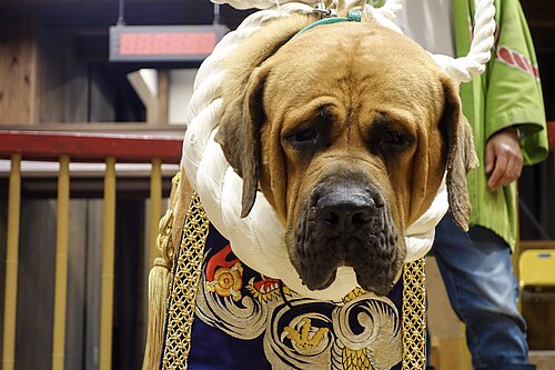 Tosa – Tosa Dog Fighting Center 02