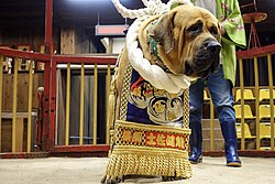 Tosa – Tosa Dog Fighting Center 01