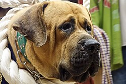 Tosa – Tosa Dog Fighting Center 04