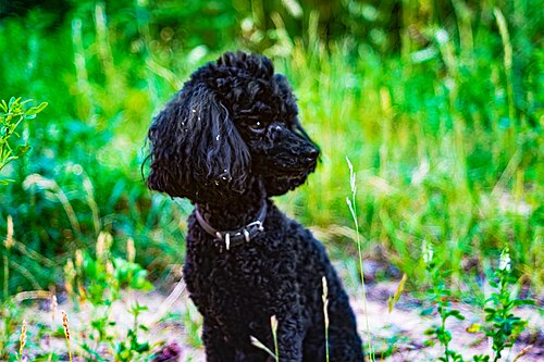 Toypudel – The dog, summer 2020