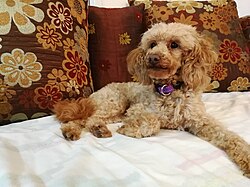 Toypudel – Gold Poodle