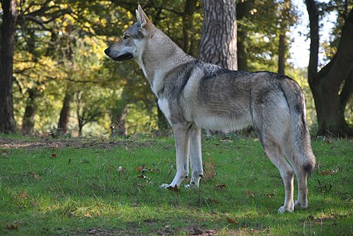 Chien-loup tchécoslovaque – Tschechoslowakischer Wolfhund Rüde