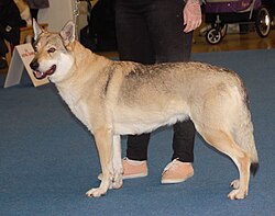 Chien-loup tchécoslovaque – Czechoslovakianwolfdog1
