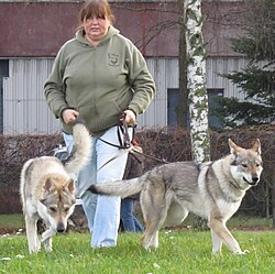 Chien-loup tchécoslovaque – Czechoslovakian Wolfdog in Riga 2