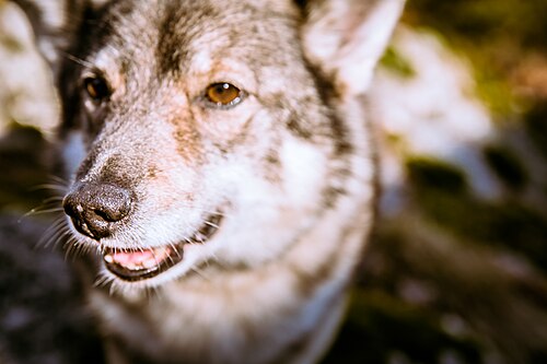 Västgötaspets – Swedish Vallhund December 2012 002