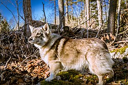 Västgötaspets – Swedish Vallhund December 2012 005